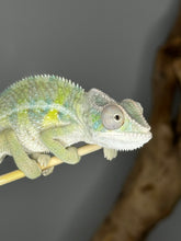 Load image into Gallery viewer, Ambilobe male panther chameleon: Flash x Opal (E22)