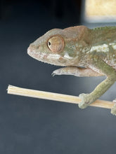 Load image into Gallery viewer, Ambilobe FEMALE: đș Flash x Georgia (S3)