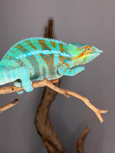 Load image into Gallery viewer, 💎 Stunning Adult Ambanja Panther Chameleon Holdback – Vibrant Turquoise with Red/Orange Barring | H8