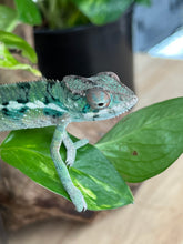 Load image into Gallery viewer, Ambilobe male: Flash x Rocky (R8)