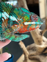 Load image into Gallery viewer, AMBILOBE male: Riot/JJ/Bolt (J5)