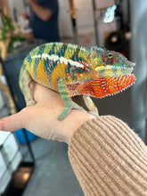 Load image into Gallery viewer, AMBILOBE male: WC Hawkeye x Nugget (J12)