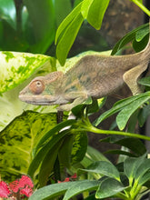 Load image into Gallery viewer, AMBILOBE male panther chameleon: Flash x Opal (R3)
