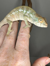 Load image into Gallery viewer, NOSY BE FEMALE Panther Chameleon: šŗ (S7)