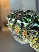 Load image into Gallery viewer, SAMBAVA Panther Chameleon: Marley x Mabel (Q11)