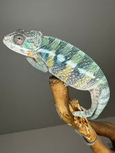 Load image into Gallery viewer, AMBILOBE Male Panther Chameleon: (E36)