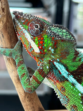 Load image into Gallery viewer, Ambilobe Panther Chameleon Riot/JJ/Bolt J7