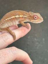 Load image into Gallery viewer, Ambilobe Panther Chameleon: Magnus x Skittles (R15)