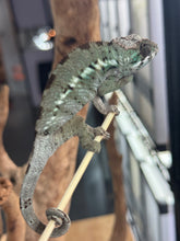 Load image into Gallery viewer, ANKILOBE Panther Chameleon: Ankify x Ambilobe (J12)