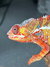 Load image into Gallery viewer, Ambilobe male: Dax x Whiskey Girl (C8)