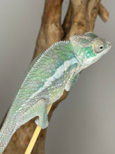 Load image into Gallery viewer, Sambava Male: Marley x Mabel (E3)