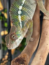 Load image into Gallery viewer, AMBILOBE Panther Chameleon: Frank x Sandy (J6)