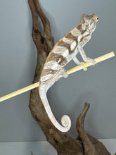 Load image into Gallery viewer, Sambava FEMALE Panther Chameleon: šŗ (S9)