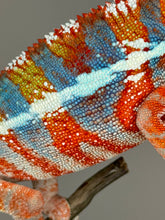 Load image into Gallery viewer, AMBILOBE Panther Chameleon: (J3)
