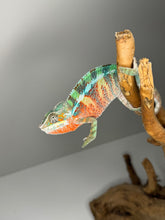 Load image into Gallery viewer, AMBILOBE Panther Chameleon male: (E7)