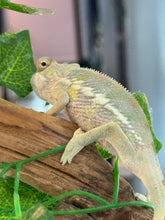 Load image into Gallery viewer, AMBILOBE Panther Chameleon: Frank x Sandy (J7)