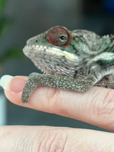 Load image into Gallery viewer, Ambilobe male: Rogue x Phoenix (J7)