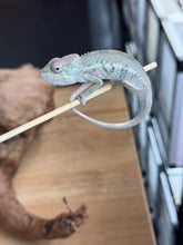 Load image into Gallery viewer, AMBILOBE Panther Chameleon: Sam x Georgia (R7)