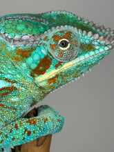 Load image into Gallery viewer, AMBANJA Panther Chameleon: (J5)