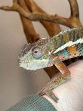 Load image into Gallery viewer, AMBILOBE Panther Chameleon: (E18)