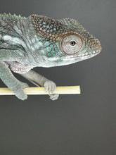 Load image into Gallery viewer, AMBILOBE FEMALE Panther Chameleon: Rogue x Phoenix (S3)