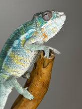 Load image into Gallery viewer, AMBILOBE Male Panther Chameleon: (E36)