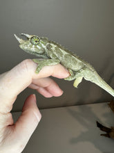 Load image into Gallery viewer, Male Jackson’s Chameleon: I4