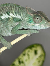 Load image into Gallery viewer, ANKILOBE Panther Chameleon: Ankify x Ambilobe (Q7)