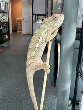 Load image into Gallery viewer, AMBILOBE Panther Chameleon: Sam x Georgia (P9)