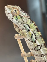 Load image into Gallery viewer, AMBILOBE Panther Chameleon: Sam x Amie (I7)