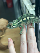 Load image into Gallery viewer, AMBILOBE male: Flash x Rocky (R8)