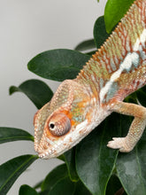Load image into Gallery viewer, Ambilobe Male (R9)