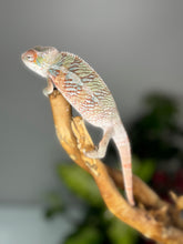 Load image into Gallery viewer, Ambilobe Male (R10)
