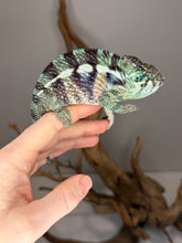 Load image into Gallery viewer, 💙 Ambanja Panther Chameleon – Young Male with Emerging Blue Tones | (E8)