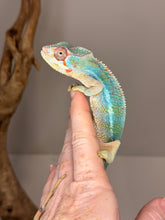 Load image into Gallery viewer, AMBILOBE Male Panther Chameleon: (E30)