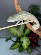 Load image into Gallery viewer, AMBILOBE male panther chameleon: Flash x Opal (R1)