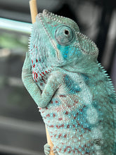 Load image into Gallery viewer, AMBANJA/NOSY FALY male (I5)