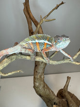 Load image into Gallery viewer, AMBILOBE Panther Chameleon: (E18)