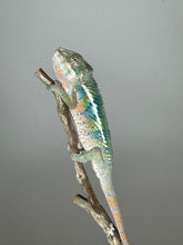 Load image into Gallery viewer, AMBILOBE Panther Chameleon: (E4)