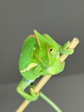 Load image into Gallery viewer, FEMALE Veiled Chameleon (I16)
