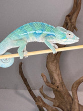 Load image into Gallery viewer, AMBANJA Panther Chameleon: (E9)