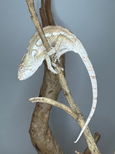Load image into Gallery viewer, AMBILOBE FEMALE Panther Chameleon: šŗ (S3)