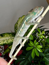 Load image into Gallery viewer, SURPRISE male: (R7)