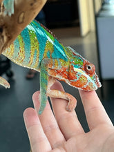 Load image into Gallery viewer, Ambilobe male: WC Hawkeye x Nugget (J1)