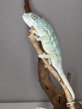 Load image into Gallery viewer, AMBILOBE Panther Chameleon: (E22)