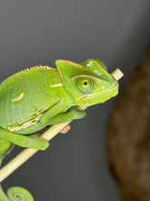 Load image into Gallery viewer, MALE Veiled Chameleons