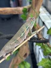 Load image into Gallery viewer, AMBILOBE Panther Chameleon: Magnus x Emma (Q4)