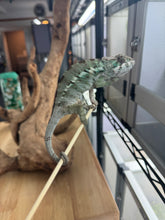 Load image into Gallery viewer, ANKILOBE Panther Chameleon: Ankify x Ambilobe (J12)