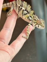 Load image into Gallery viewer, AMBILOBE Panther Chameleon: Sam x Amie (I7)