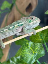 Load image into Gallery viewer, AMBILOBE Panther Chameleon: Magnus x Emma (Q5)